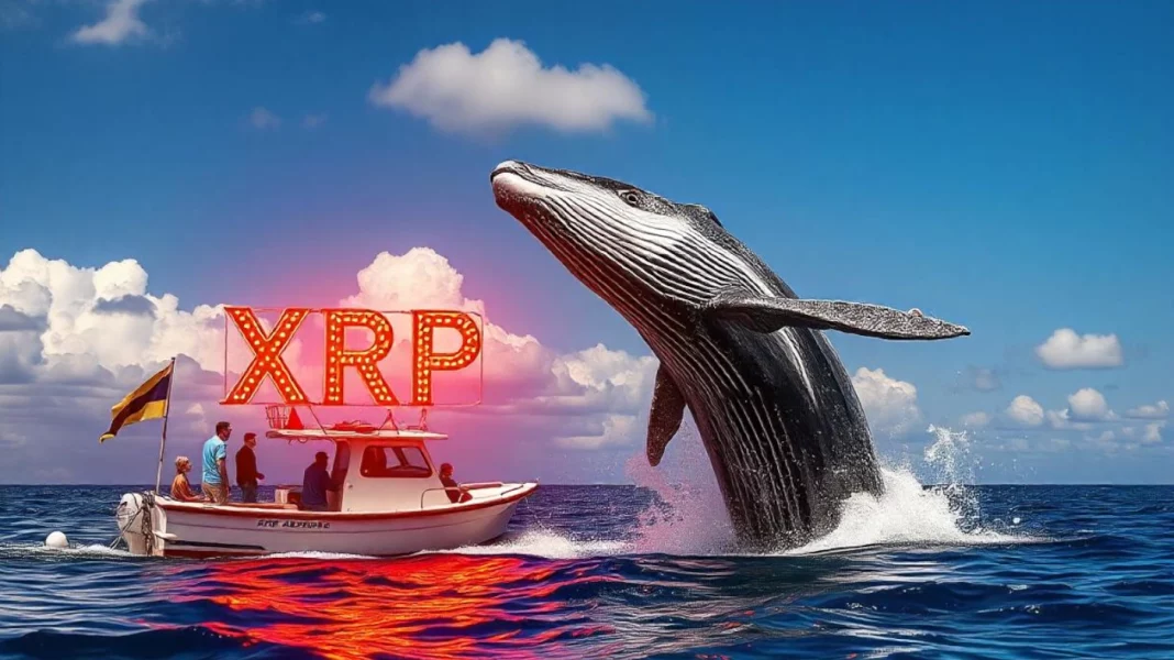 XRP whales is coming?